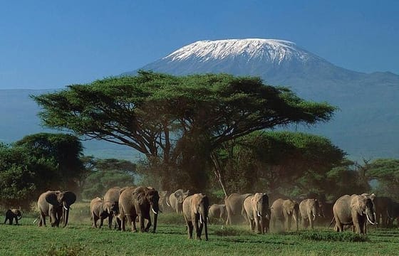 4-Day Amboseli National Park Safari on 4×4 Landcruiser Jeep