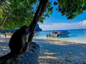 From Krabi to Phi Phi Islands Speedboat Day Tour
