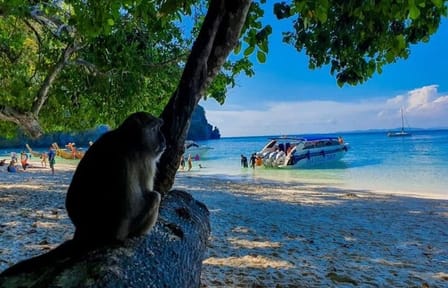 From Krabi to Phi Phi Islands Speedboat Day Tour