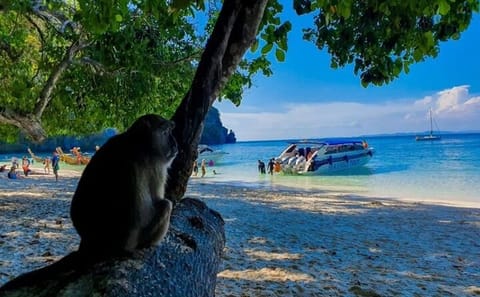 From Krabi to Phi Phi Islands Speedboat Day Tour