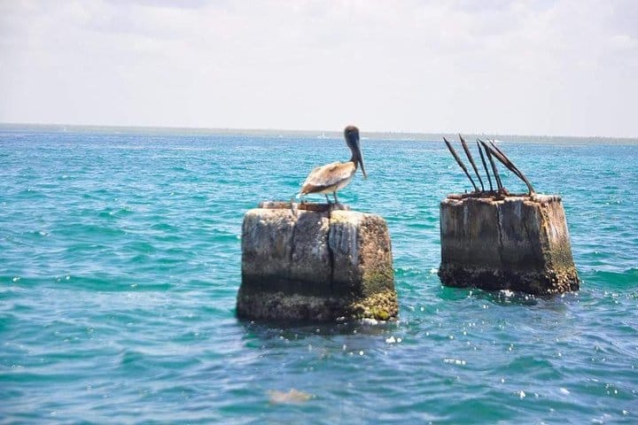 5 tours in 1 (Eco Farm/Horseback/City Tour/Buggy/Zipline)