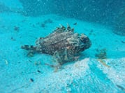 Freedive Foodhunt	 1