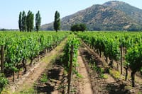 Private Full Day City Tour of Santiago with Wine Experience 4