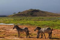 Zebra at Amboseli