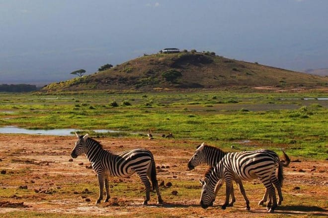 Zebra at Amboseli