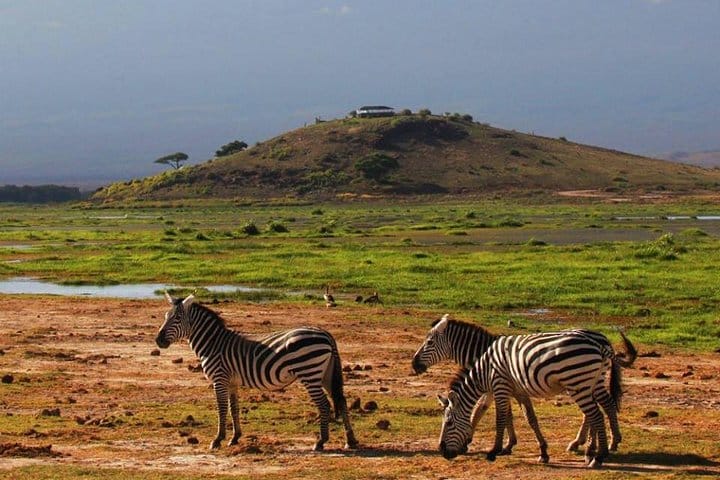 Zebra at Amboseli
