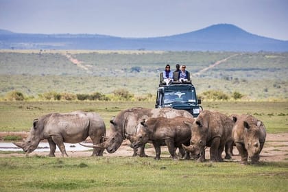 Day Trip To Ol Pejeta Conservancy Rhino And Chimpanzee Sanctuary