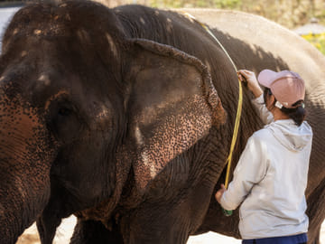 Chiang Mai Wildlife Safari and Ethical Elephant Experience