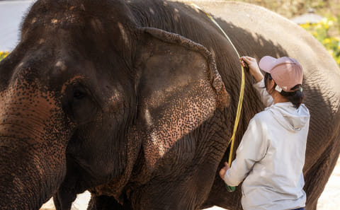 Chiang Mai Wildlife Safari and Ethical Elephant Experience