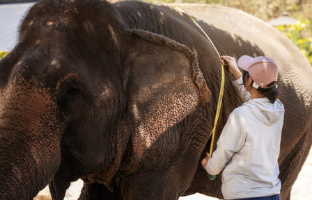 Chiang Mai Wildlife Safari and Ethical Elephant Experience
