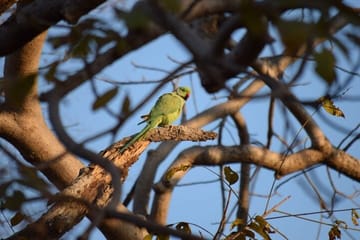 Private Luxury Golden Triangle Tour with Ranthambore Adventure