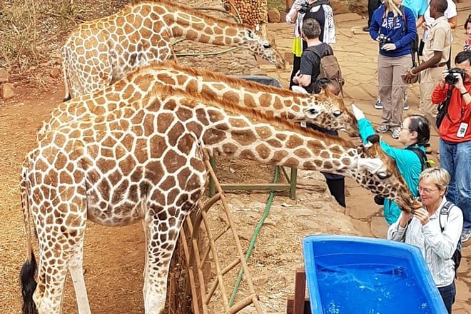 Giraffe center