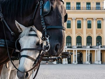 Professional Photoshoot at Schönbrunn Palace in Vienna
