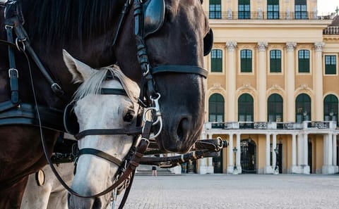 Professional Photoshoot at Schönbrunn Palace in Vienna