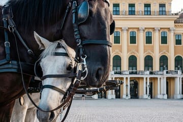 Professional Photoshoot at Schönbrunn Palace in Vienna