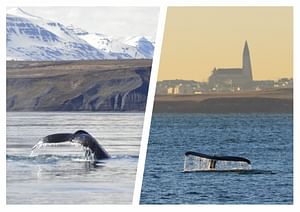 Whale Watching from Reykjavík & Akureyri