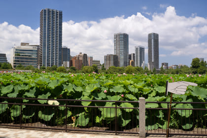 Tokyo: Audio Guided Walking Tour (2:15 – 19 audio reviews)