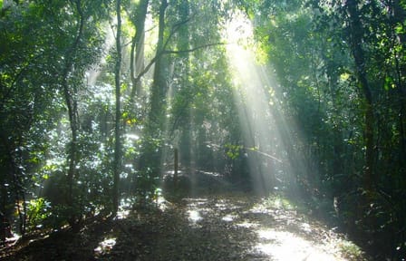 Bird watching & trekking in Udawatta Kele Sanctuary