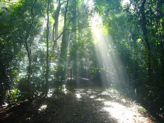 Bird Watching & Trekking in Udawatta Kele Sanctuary