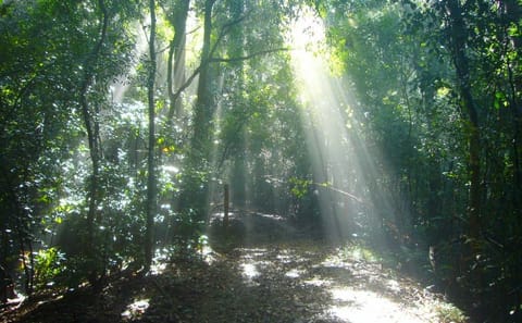 Bird Watching and Trekking in Udawatta Kele, Kandy