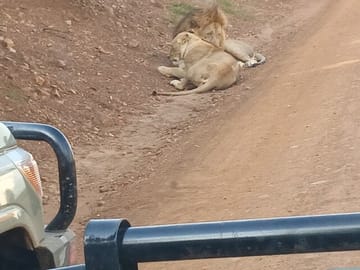 With the rulers of the jungle