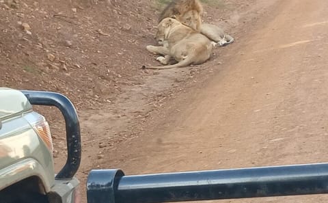 Guided Private 4×4 Jeep Nairobi National Park Safari-Free WI-FI