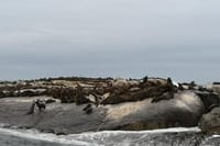 Cape Fur Seals on Seal Island