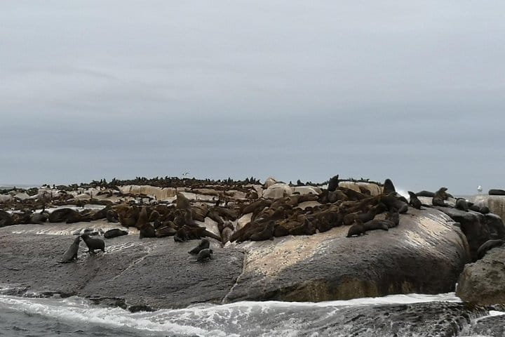 Cape Fur Seals on Seal Island