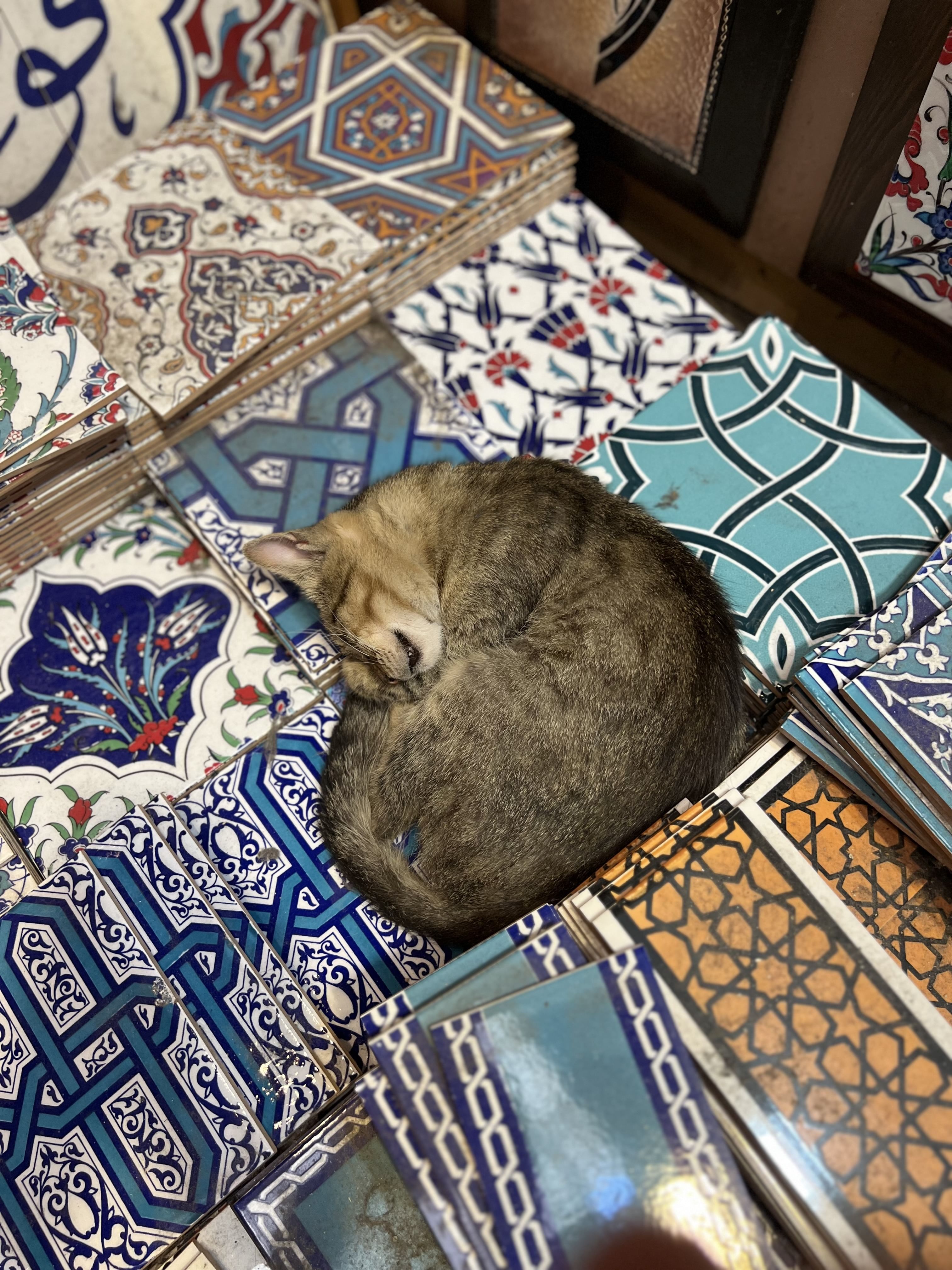 Istanbul`s cats