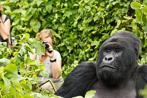 Day Trip Gorilla Trekking in Volcanoes NP with hotel pickup