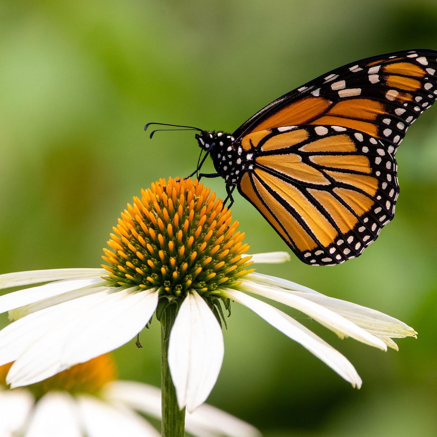 The Amazing Monarch Butterfly Migration