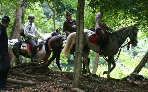 Half-Day Horse Riding Tour in Dambulla and Sigiriya