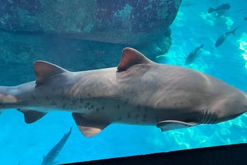 Robben Island & Aquarium Tour – Tickets & Transfers Included