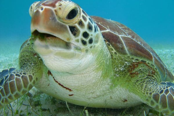 Things to do in Playa del Carmen