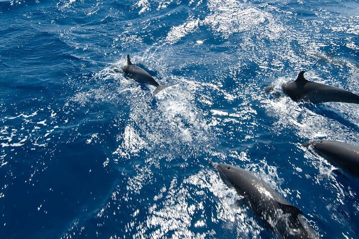 Private Speedboat Dolphin Watching & Snorkeling in Hurghada