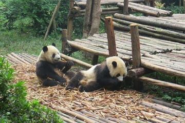 Giant Panda Viewing Experience at Chengdu Research Base