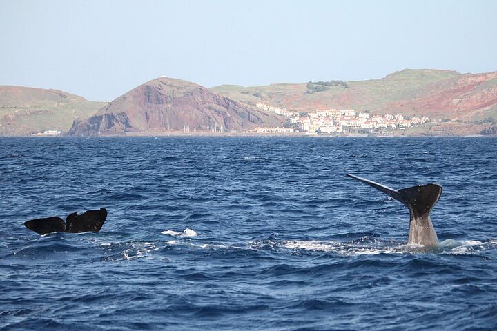 whale dolphins watching tour madeira funchal