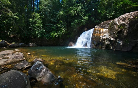 Sinharaja Rain Forest Tour from Colombo