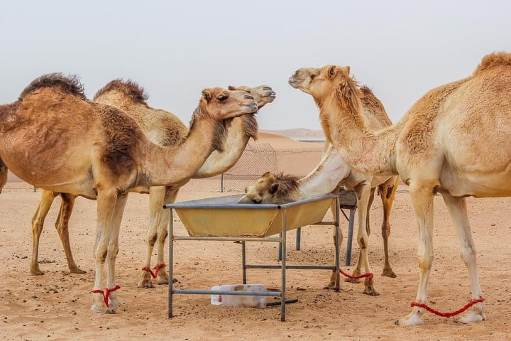 Dubai Overnight Desert Safari with BBQ Dinner & Morning Breakfast
