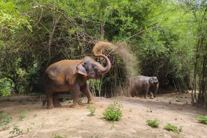 Cambodia Elephants and Phnom Kulen National Park Day Tour