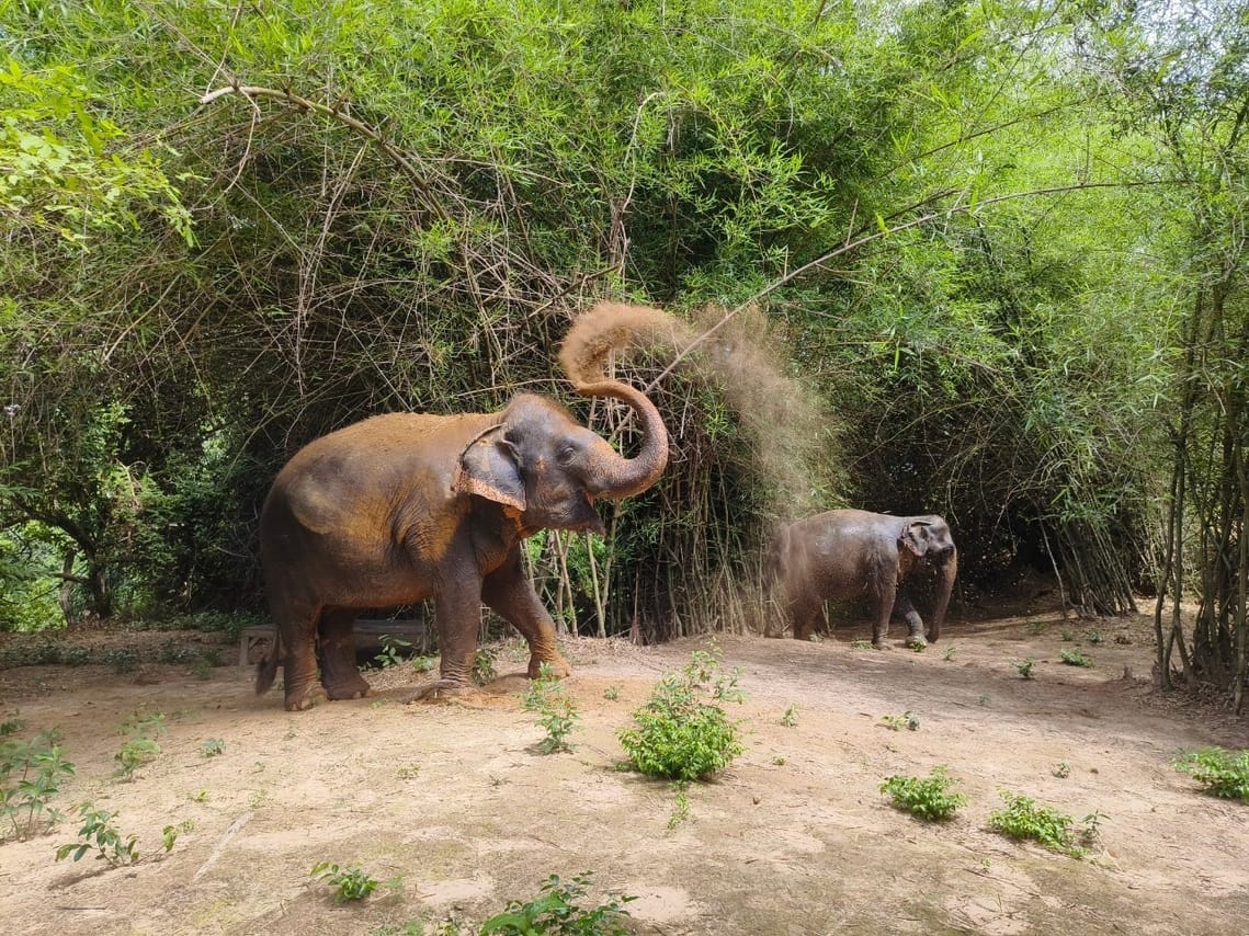 Cambodia Elephants and Phnom Kulen National Park Day Tour 5