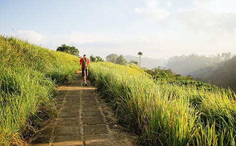 Campuhan Ridge Walk and Rice Terrace Tour in Bali