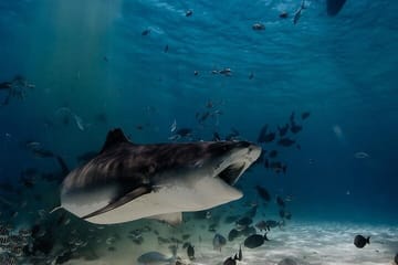 Tiger Shark Diving Experience in Fuvahmulah Island