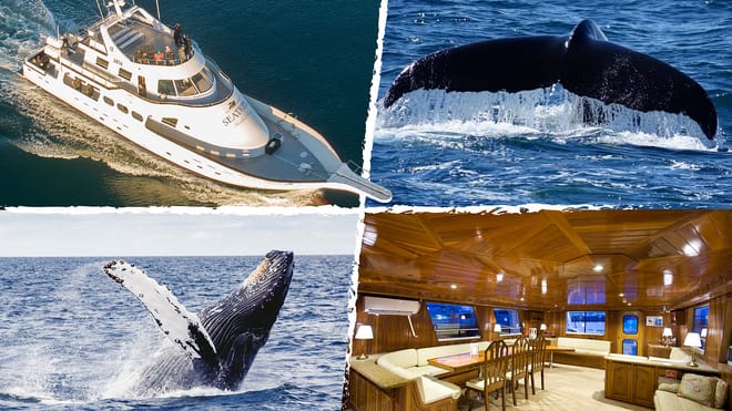 A cover photo feating images of a yacht, a whale tail, a whale leaping out of the water and the inside of the luxurious yacht