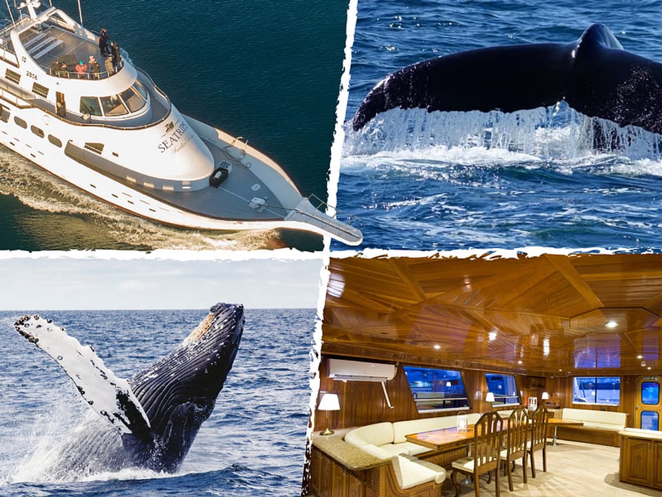 Sailing with Giants: Whale Watching from Reykjavik — Your Friend in Reykjavik