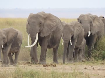 8-Day Safari Adventure in Nairobi and Maasai Mara