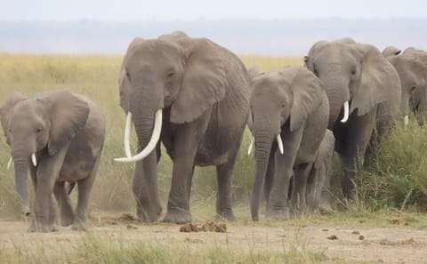 8-Day Safari Adventure in Nairobi and Maasai Mara