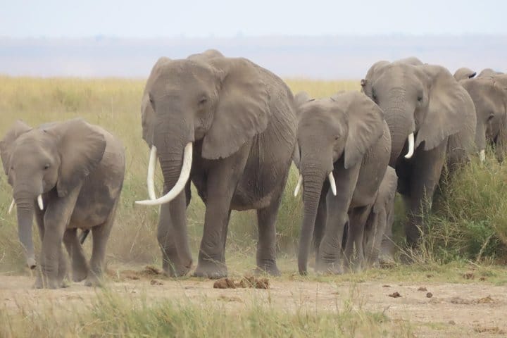8-Day Kenya Group Joining Safari 3