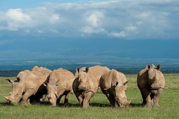 8-Day Luxury Safari Adventure in Nairobi and Beyond