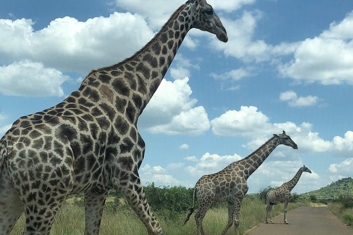 Pilanesberg Safari from Johannesburg